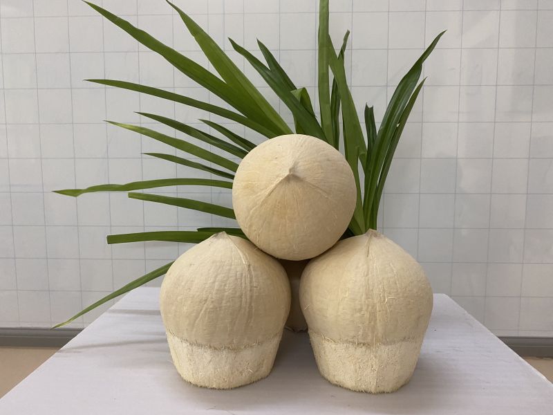 Ben Tre Green Siamese Coconut